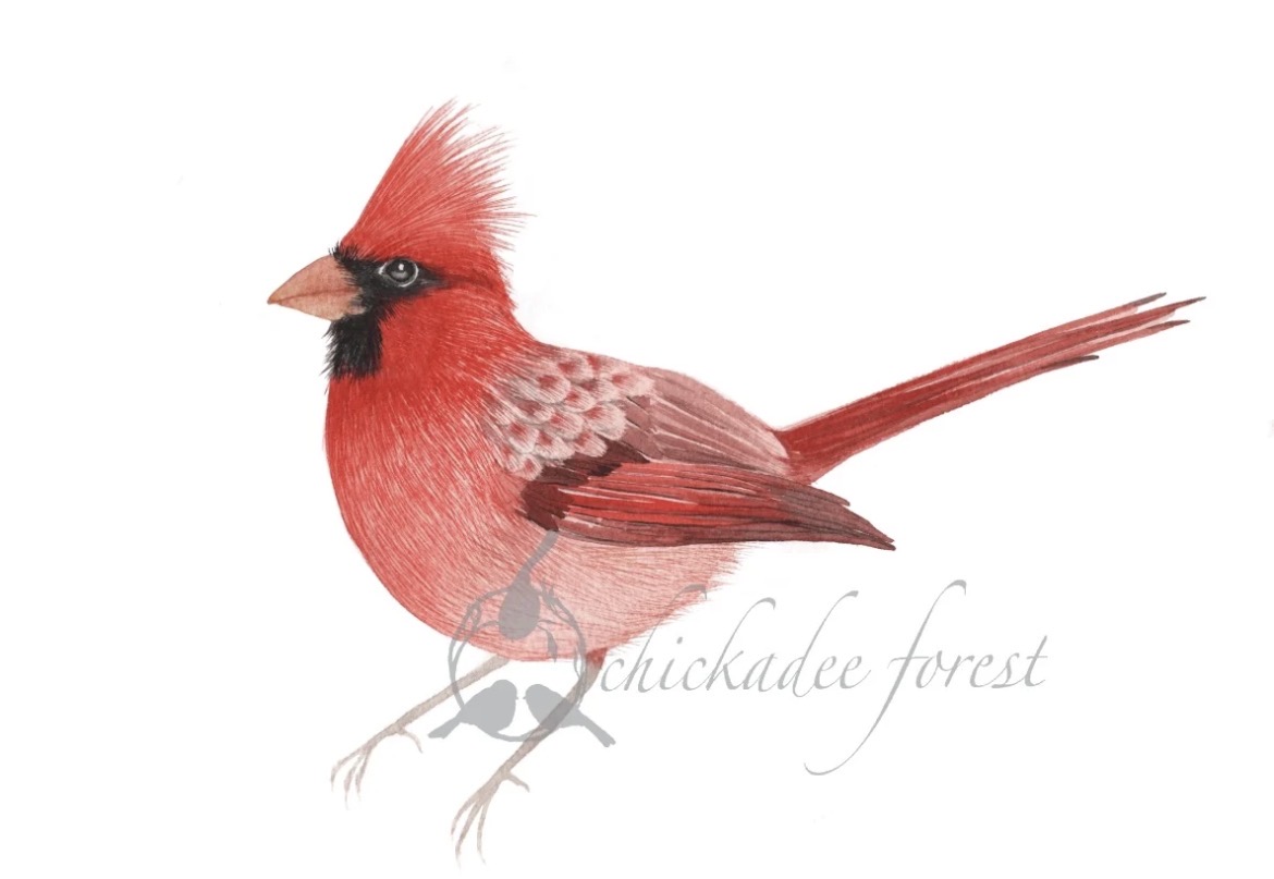 Bird Watercolor