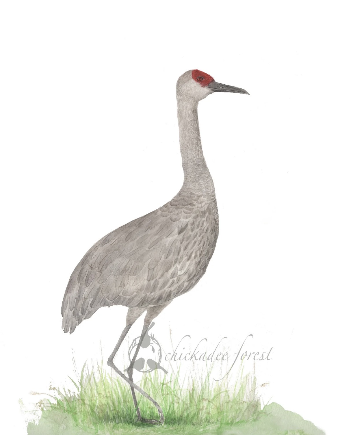 Bird Watercolor